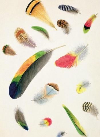 Karnet B6 z kopertą Studies of Feathers