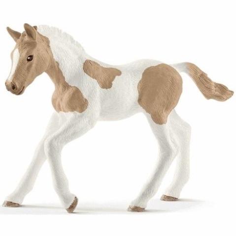 Źrebię rasy Paint Foal