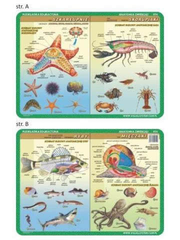 Podkładka edu. 054 - Anatomia: szkarłupnie..
