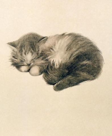 Karnet 17x14cm z kopertą Persian Kitten