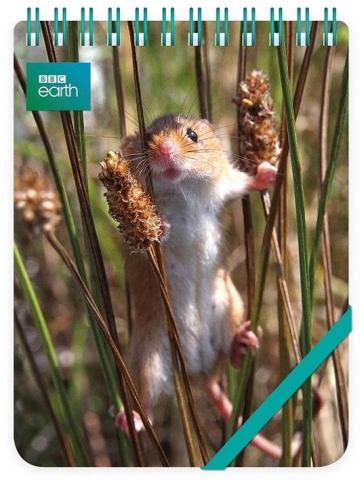 Kołonotes ozdobny Harvest Mouse