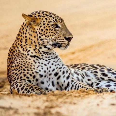 Karnet kwadrat z kopertą Leopard in sand