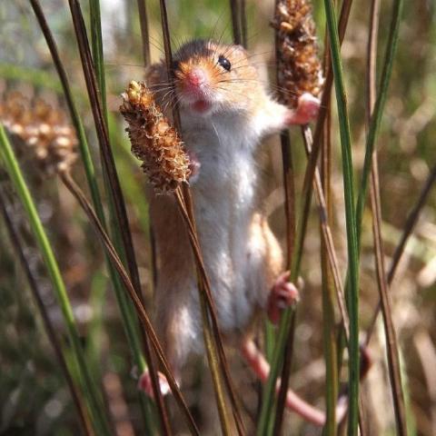 Karnet kwadrat z kopertą Harvest Mouse