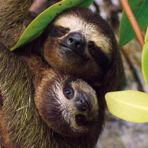 Karnet kwadrat z kopertą Three-toed Pygmy Sloth