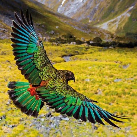 Karnet kwadrat z kopertą Alpine Parrot