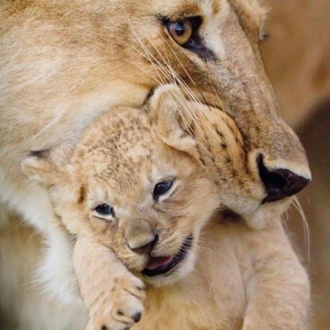 Karnet kwadrat z kopertą Lioness and cub