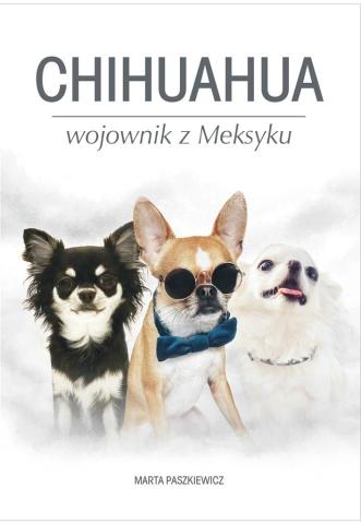 Chihuahua wojownik z Meksyku