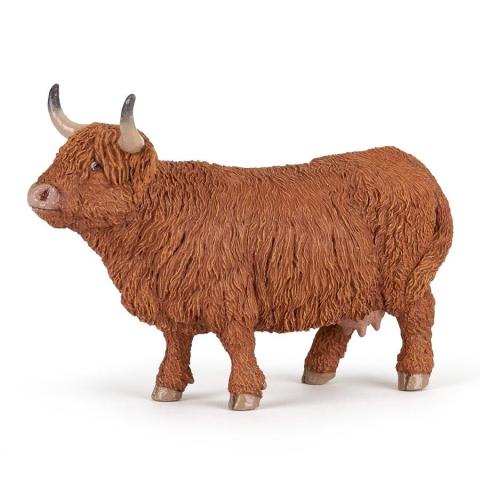 Byk Highland Cattle