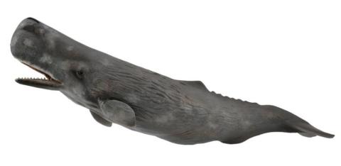 Sperm Whale