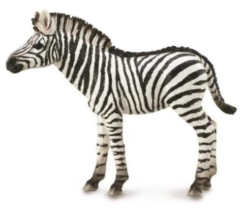 Zebra Foal