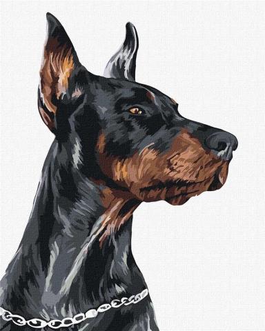 Malowanie po numerach - Dzielny Doberman 40x50cm