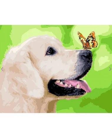 Malowanie po numerach - Labrador i motyl 40x50cm