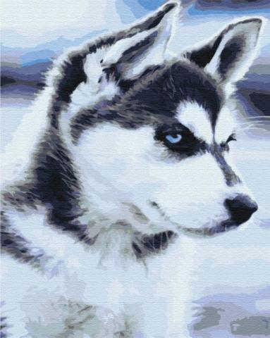 Malowanie po numerach Husky szczenie 40x50cm