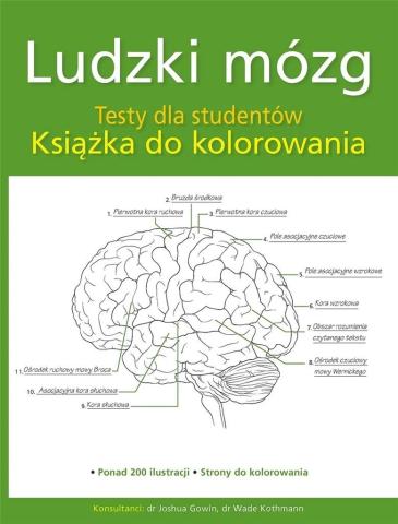 Ludzki mózg. Testy dla studentów