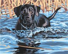 Malowanie po numerach - Labrador Retriever 40x50cm